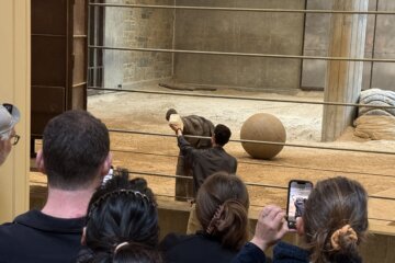 zoo worker feeds baby elephant