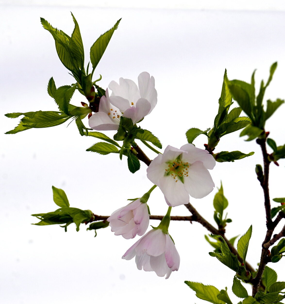 They house plant genetic material from all over the world as a safeguard.