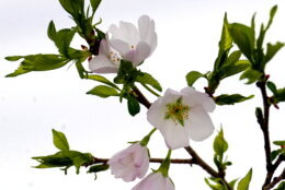 They house plant genetic material from all over the world as a safeguard.