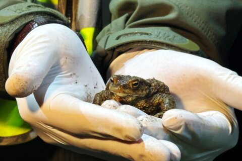Citizen ‘Frog Patrol’ helps amphibians survive a dangerous road journey in Poland