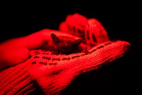After harsh winter, Ukrainians find joy in releasing bats rescued from war