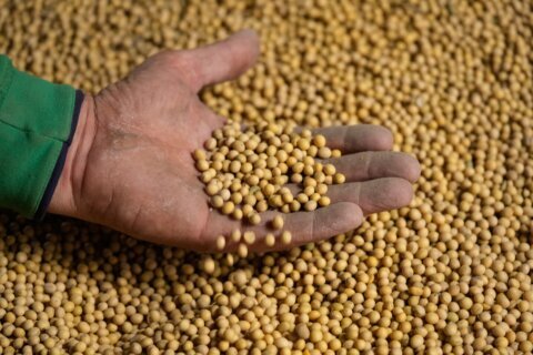 Takeaways from AP and Lee’s report on how soybean farmers were impacted by tariffs, Iran war