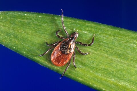 Tick season seems to be off to a fast start, and some experts worry about future illnesses