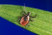 The DC area is the perfect place to live and raise a family — if you’re a tick