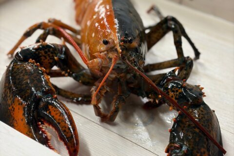 Rare two-colored lobster caught by fishermen off Cape Cod donated to aquarium