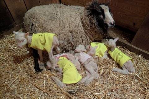 Farmers in Vermont expected a sheep to have twins. She ended up having rare sextuplets