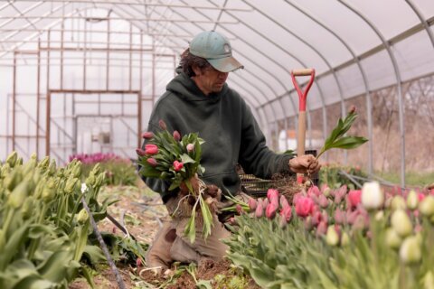 Northeast flower and fruit farmers grapple with whiplash weather