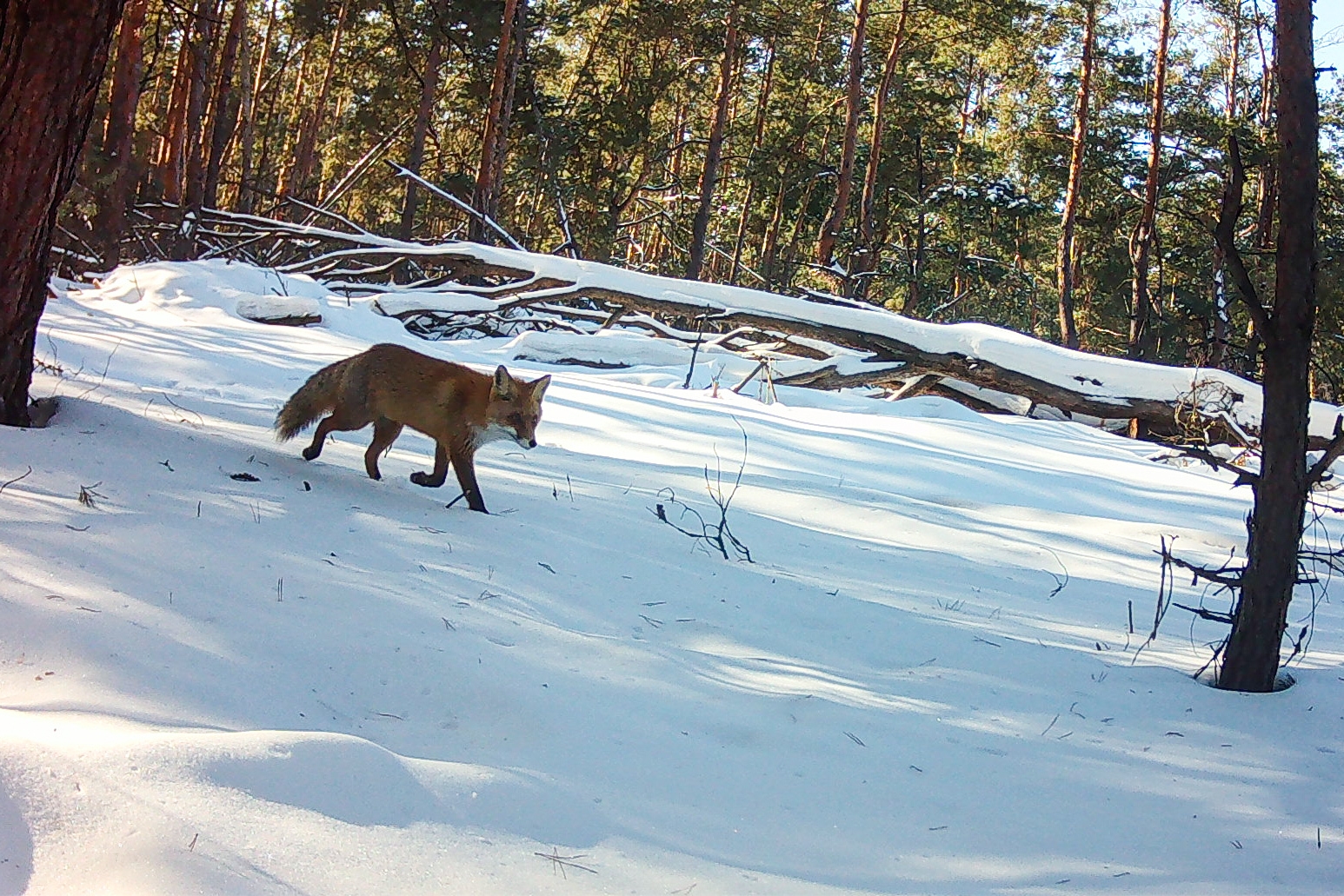 Ukraine Chernobyl Nature