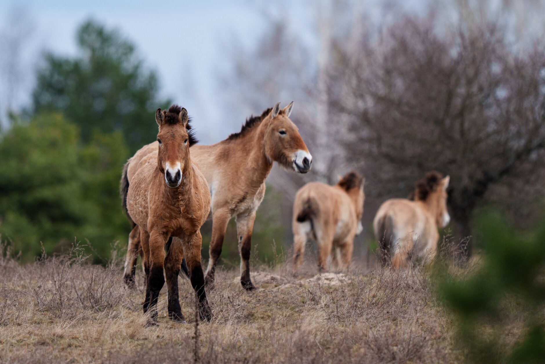 Ukraine Chernobyl Nature