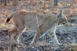Ukraine Chernobyl Nature
