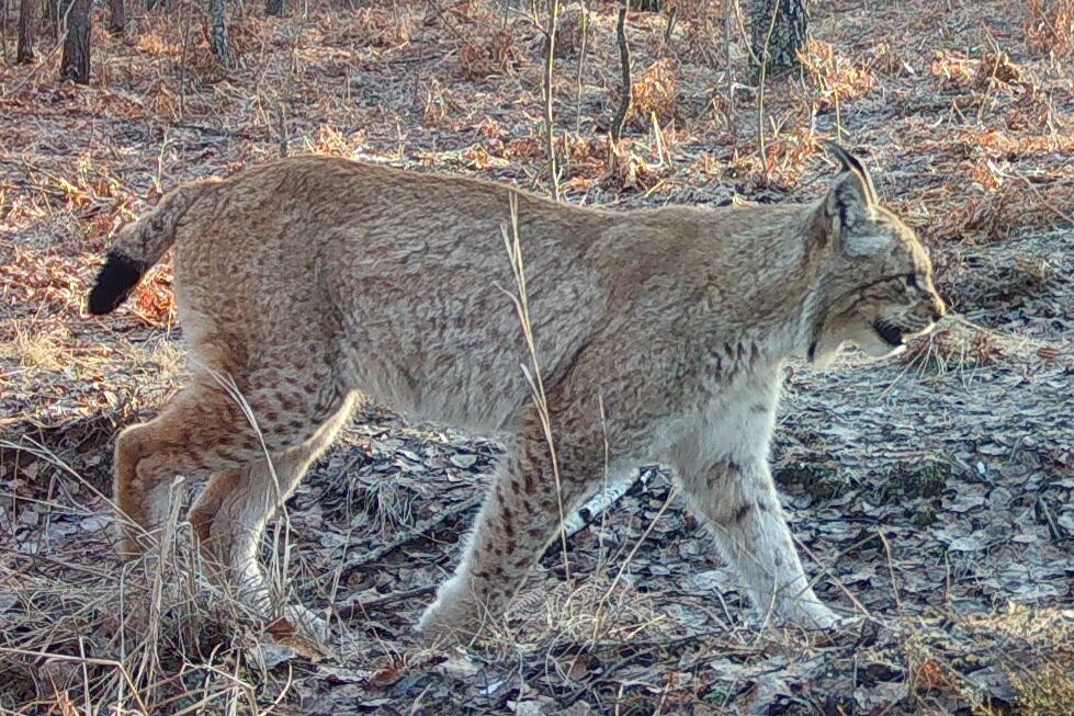 Ukraine Chernobyl Nature