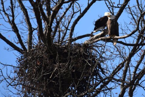 Mated pair of bald eagles in DC is expecting again