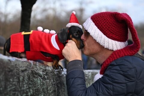 $1,000 por hora por besar perros: empresa de mascotas lanza jugosa oferta de trabajo