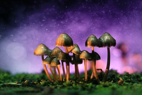 ¡Hagámoslo! FDA hará revisión ultrarrápida de 3 drogas psicodélicas tras orden de Trump