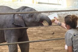 Linh Mai, the latest Asian elephant calf born at the National Zoo in D.C., is a very punctual young lady, demanding her bottle every two hours.