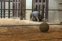 baby elephant walking around habitat