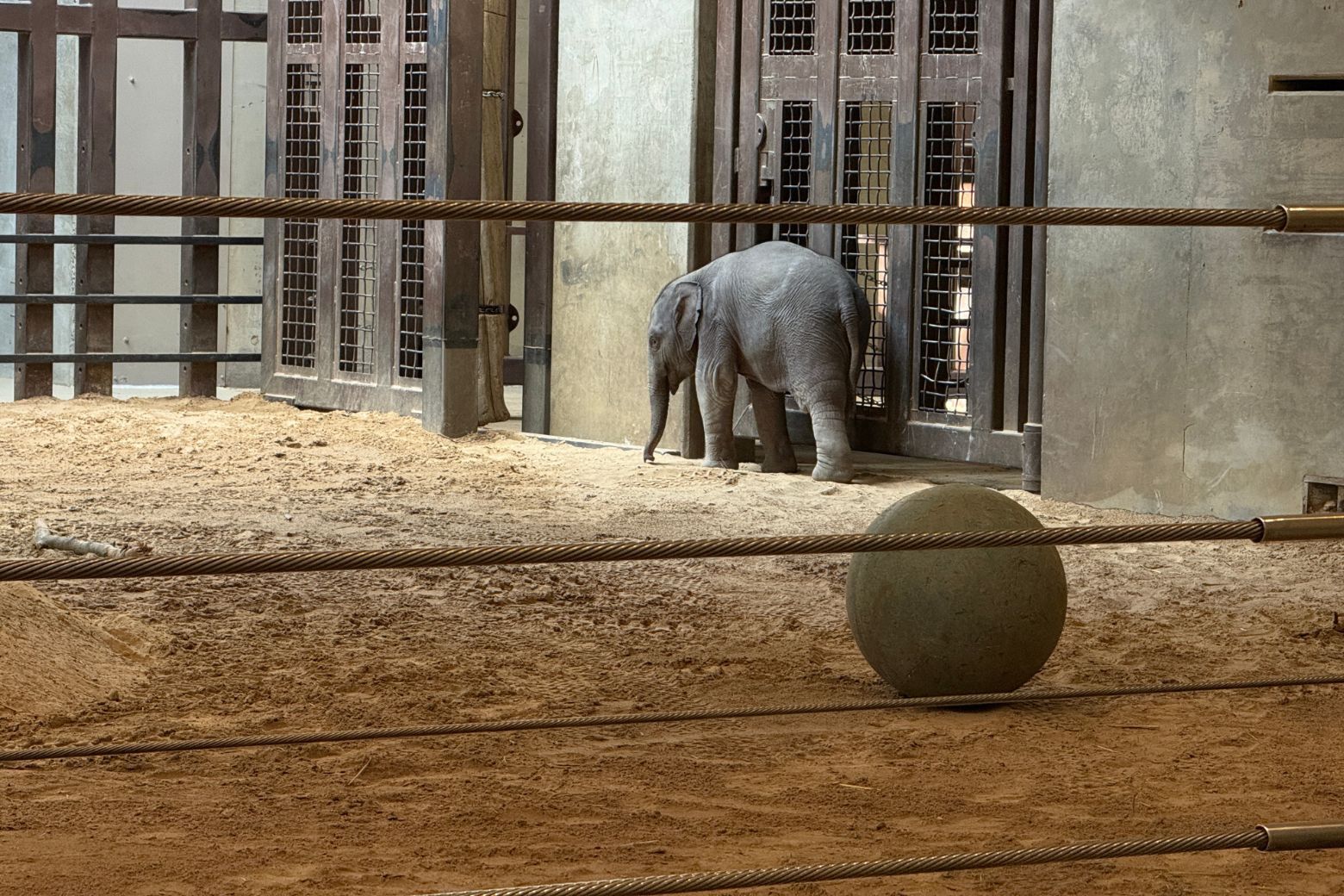baby elephant walking around habitat