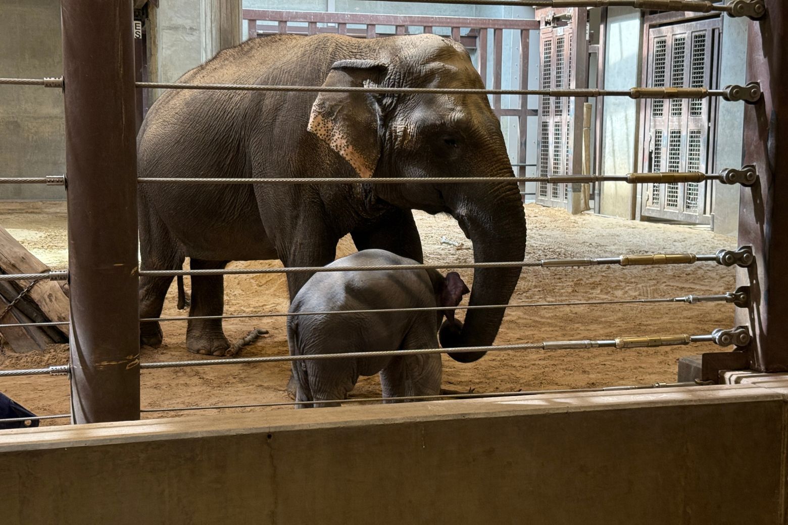 Linh Mai’s mother, Nhi Linh, has not been very maternal, and staff thought she may actually be a danger to the young calf. But she has connected with an older female, Swarna.