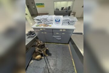 CBP K9 alerted to marijuana in a traveler's checked baggage at BWI airport.