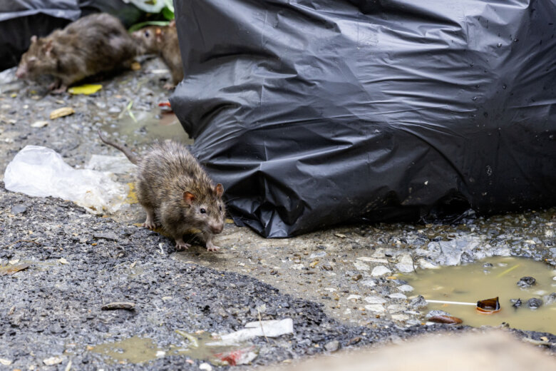 rats scurry around trash bag