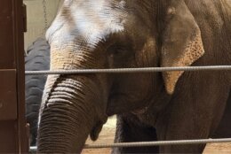 Clark said Swarna is teaching Linh Mai how to be an elephant and to not rely on zoo staff for everything.