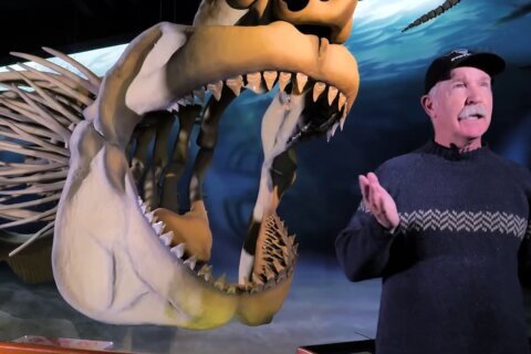 Paleontólogos impulsan al megalodón como tiburón oficial de Maryland