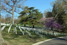 trees and grave markers in arlington cemetery
