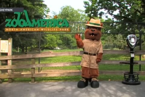 Niño herido en una jaula de lobos en un zoo: imponen cargos a los padres