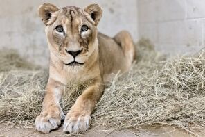 21-year-old African lion dies at Smithsonian National Zoo