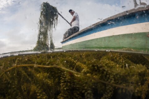 Invasive plant threatens livelihoods in Colombia’s largest coastal wetland