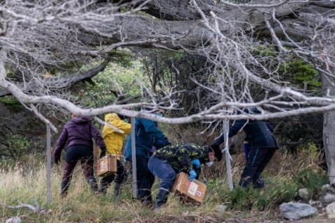 Argentines hunting for source of hantavirus outbreak trap rats in southernmost city