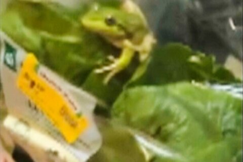 Lettuce introduce you to the live frog found in this grocery store salad bag