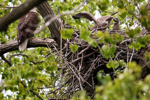 Bald eagle hatchlings spotted in a Chicago park may be the city’s first for more than a century