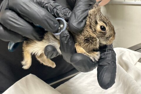 Did you find an animal nesting near your house? Here’s what to do