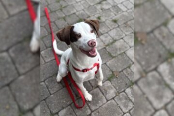 Dog smiles on his hind legs