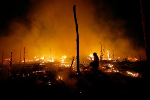Despite gains combating deforestation in Brazil’s Amazon, forest degradation is a looming threat