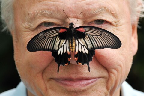 David Attenborough, the excited but hushed voice of nature programs, turns 100