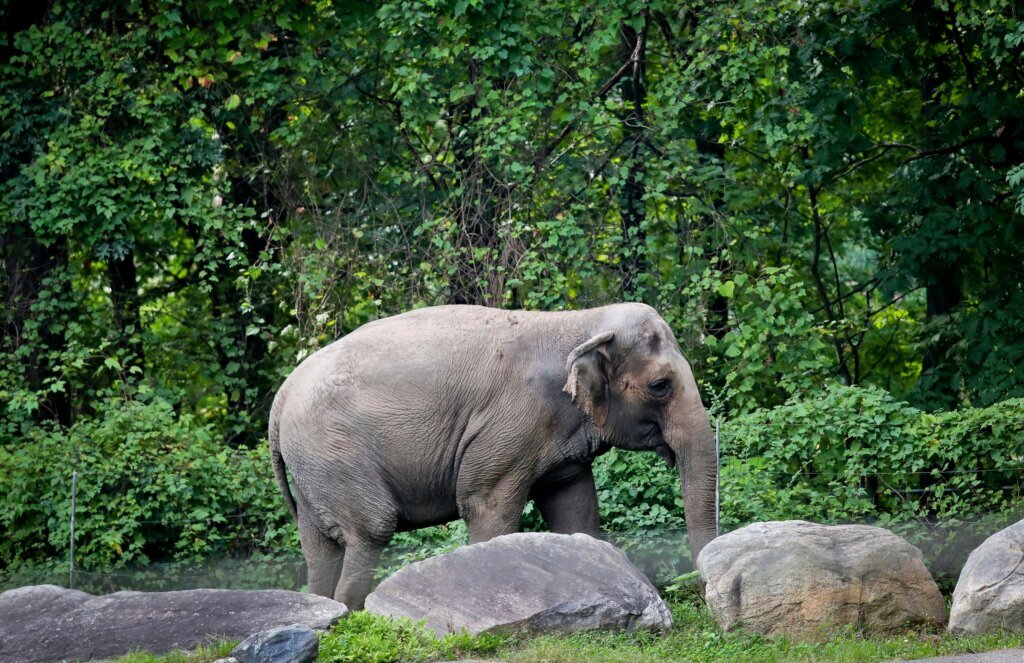 Happy, who taught researchers that elephants can recognize themselves, is euthanized at Bronx Zoo