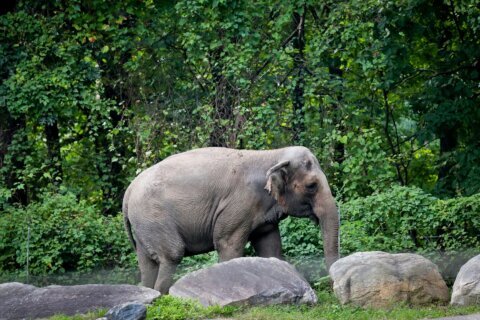 Happy, who taught researchers that elephants can recognize themselves, is euthanized at Bronx Zoo