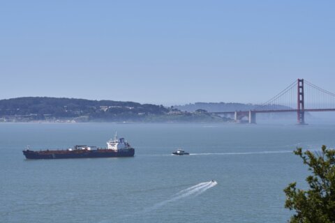 California turns to AI as whale deaths spike