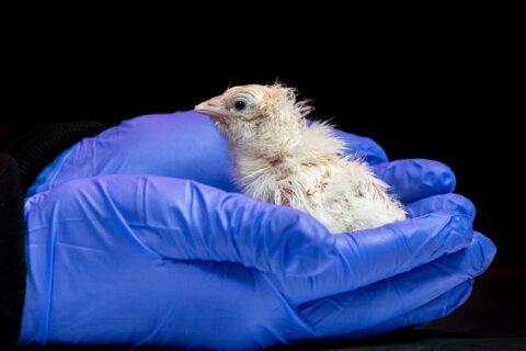 A de-extinction company has hatched live chicks from an artificial eggshell