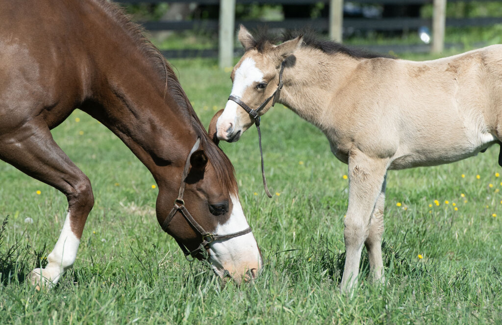 Maryland farm tours to provide a pre-Preakness peek at the state’s horse industry