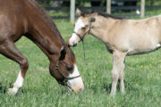Maryland farm tours to provide a pre-Preakness peek at the state's horse industry
