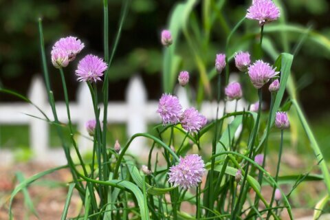 Microgardening means getting a surprisingly big harvest from a windowsill or balcony garden