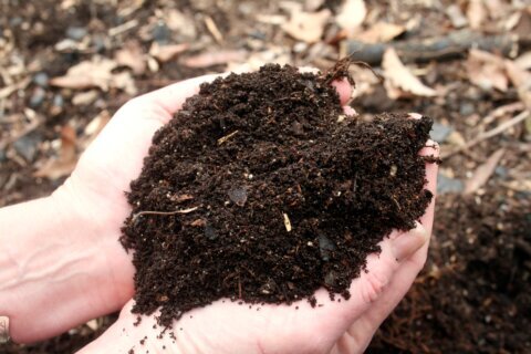 How to mulch your garden beds without harming plants