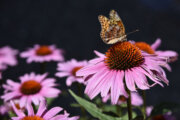 A Mormon Fritillary butterfly feeds on a purple cornflower blossom