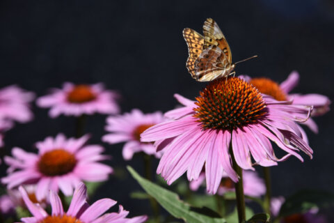 From lawns to native gardens, plants for the birds and the bees