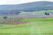 Rural Maryland farm countryside mountain scenery in spring with vineyard winery field