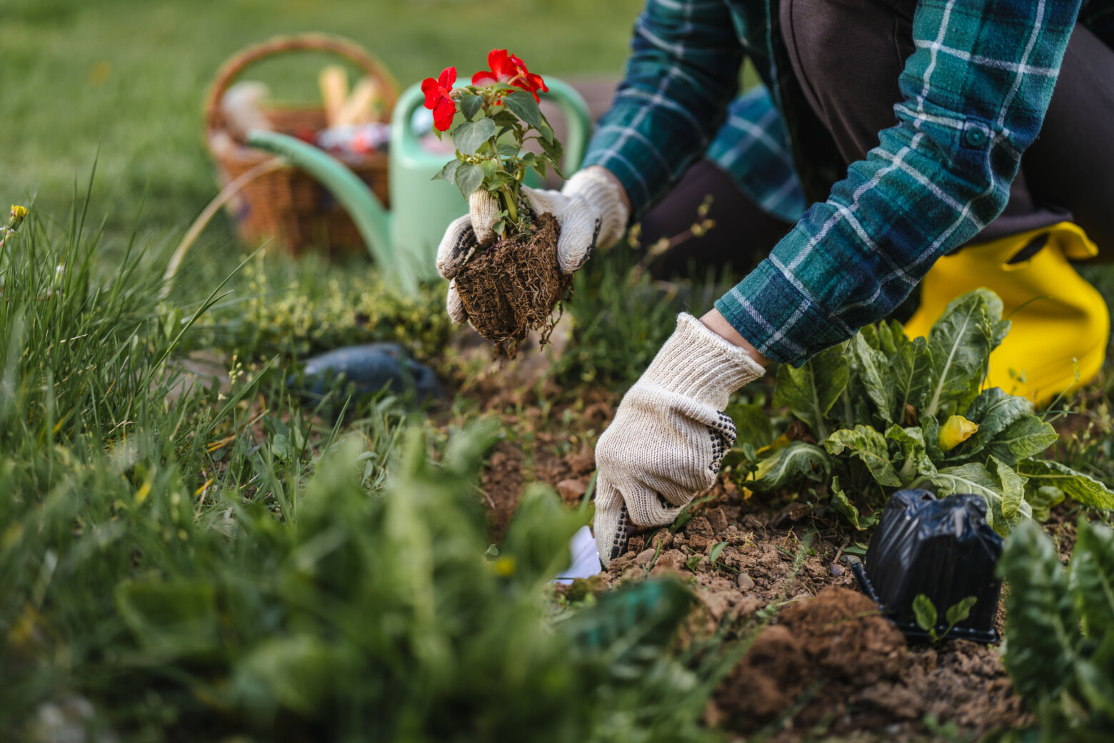 How to know when to plant certain seeds in the DC region as the climate changes