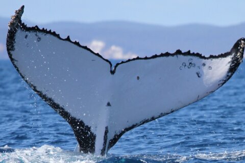 Two humpback whales set records swimming between Australia and Brazil